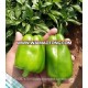 QUALITY CAPSICUM HYBRID